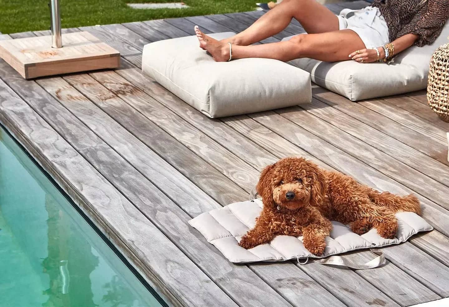  The Ultimate Comfort for Your Pet on the Go