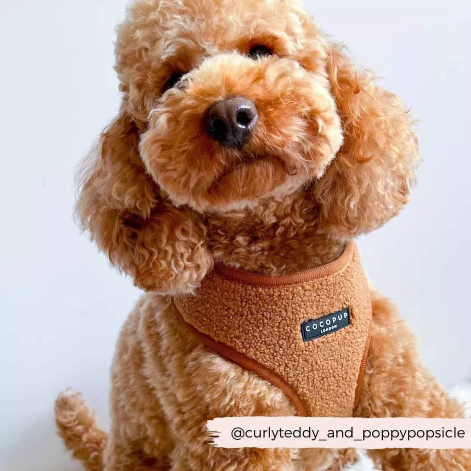 Fashionable Teddy Paddington Harness for all dog sizes