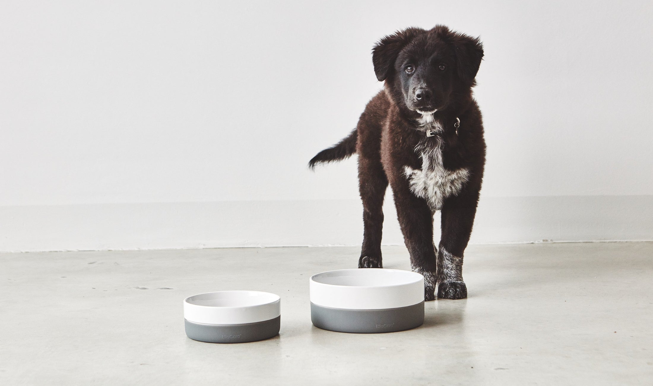Functional and chic the pet bowl by Coppa for pets