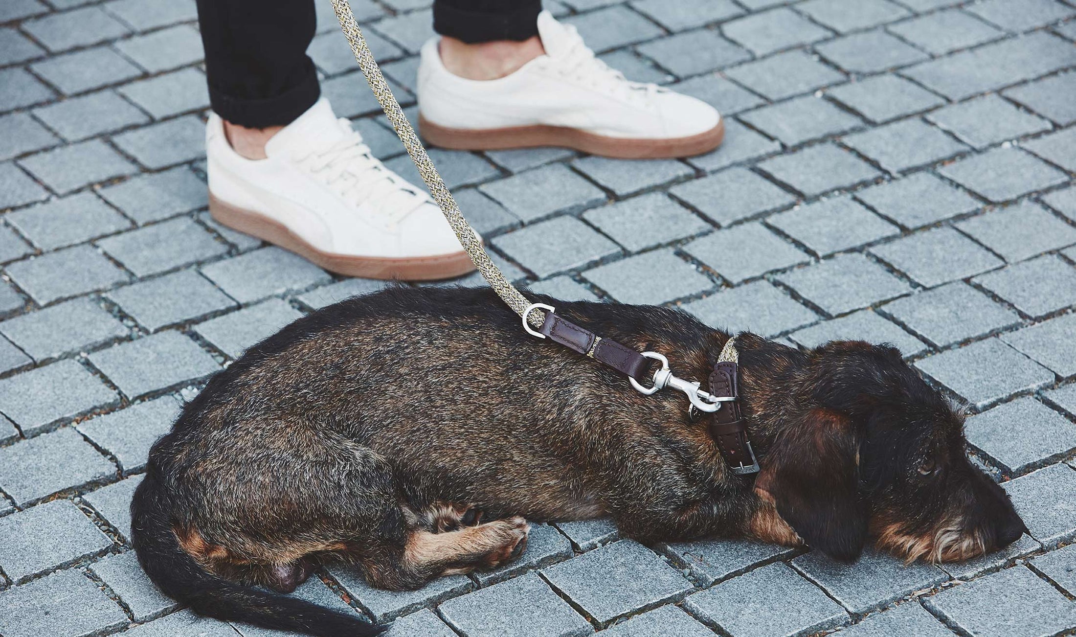 Sophisticated leash for a dog with brass hook detail