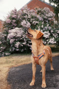 Load image into Gallery viewer, Alpha 360 Dog Harness Golden Hour XS
