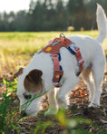 Load image into Gallery viewer, Alpha 360 Dog Harness all size
