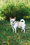 Load image into Gallery viewer, Alpha 360 Dog Harness Woolly Wolf
