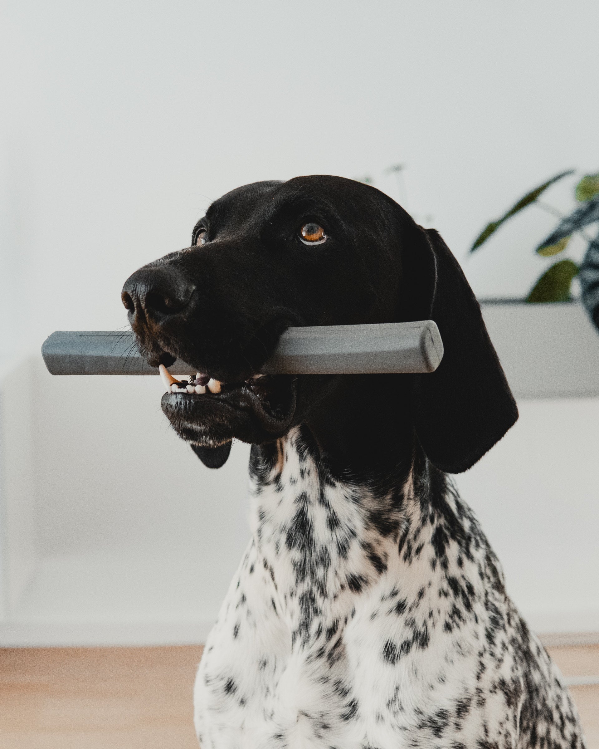 Ramo chew toy by Hans Thyge & Co - stylish and safe for dogs
