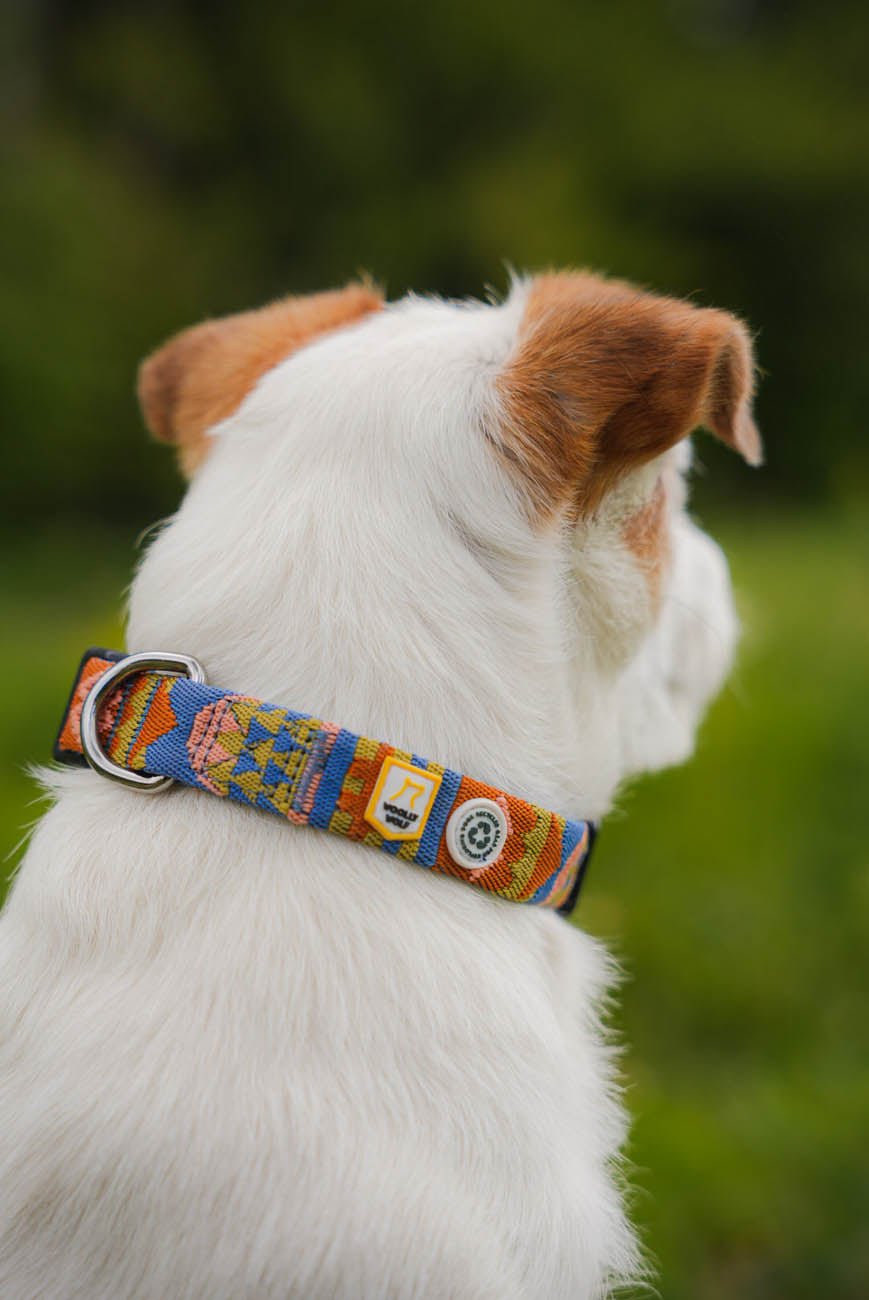 Comfortable and durable dog collar for everyday walks