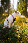 Load image into Gallery viewer, Durable and comfortable Nightless Night Dog Harness design
