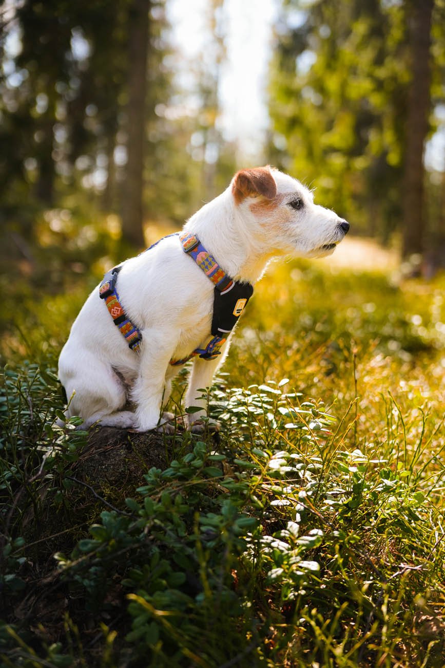 Durable and comfortable Nightless Night Dog Harness design
