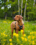Load image into Gallery viewer, Reflective Nightless Night Dog Harness for nighttime safety
