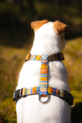 Load image into Gallery viewer, Nightless Night Dog Harness with easy-to-use buckles
