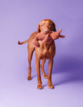 Load image into Gallery viewer, Dog joyfully playing with their LEA squirrel plush toy
