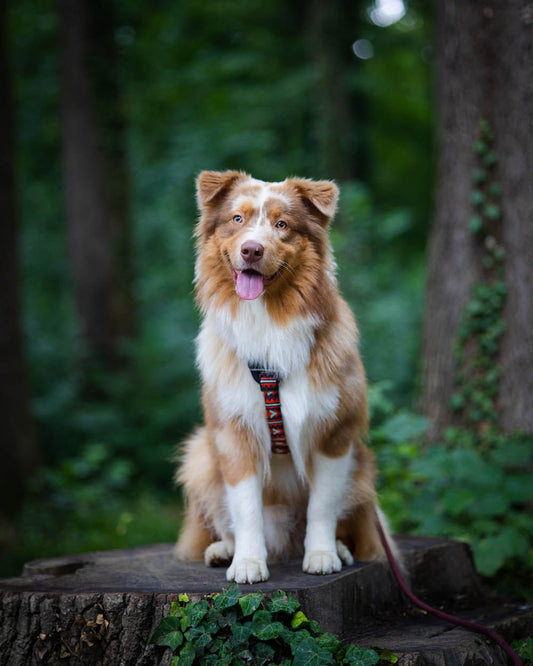 Eco-friendly dog harness made from recycled materials