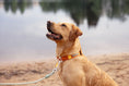 Load image into Gallery viewer, High quality dog collar for night safety with 3M reflectors
