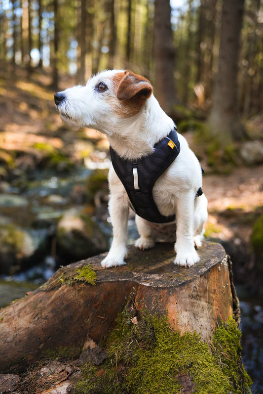 Adjustable Woolly Wolf Dog Harness ensuring a perfect fit for any dog size