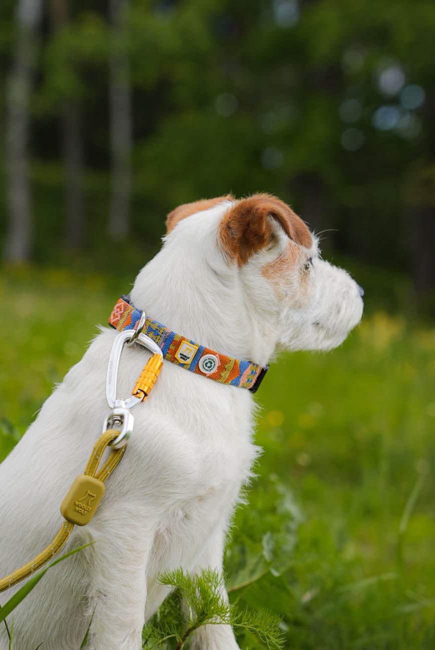 Secure twist-lock carabiner on durable dog leash