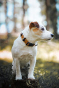 Load image into Gallery viewer, Eco-friendly top rated dog collar from recycled materials
