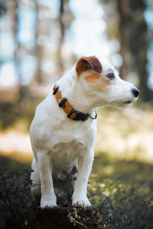 Eco-friendly top rated dog collar from recycled materials