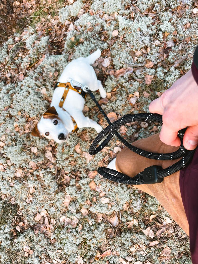 Durable and comfortable Sea to Summit Dog Harness for outdoor adventures