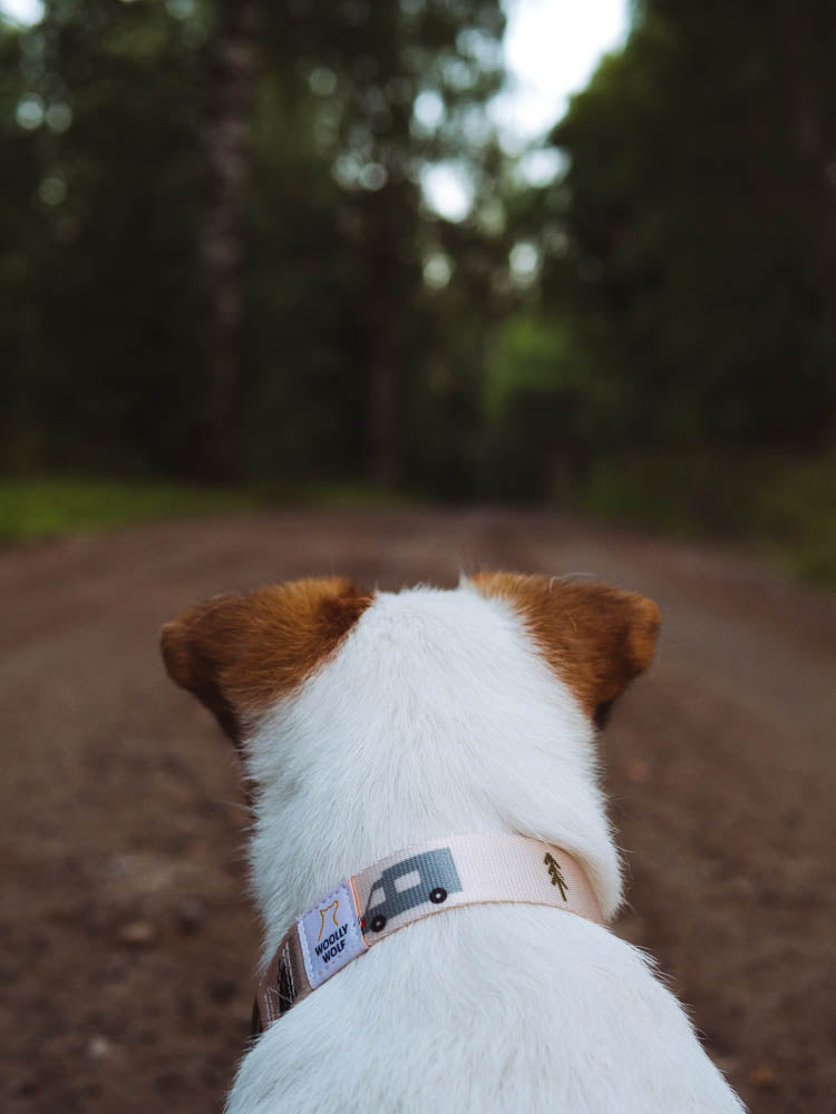 The Vanlife Collar: Comfort and style for adventurous dogs