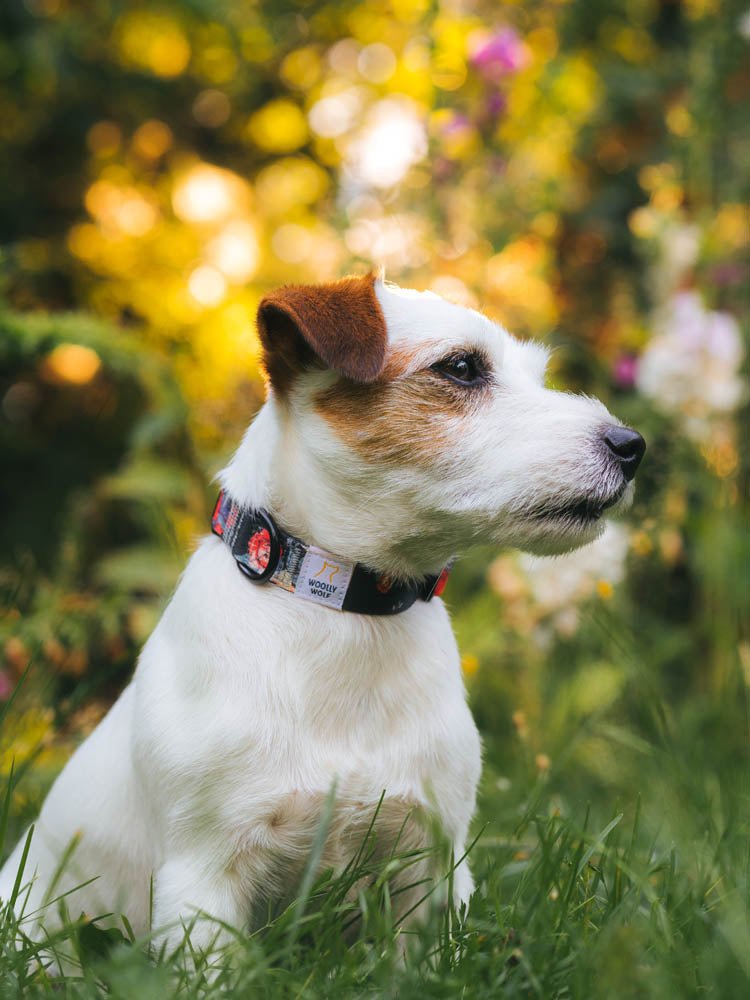 Durable and tested Wild Rose Dog Collar for adventurous medium dogs