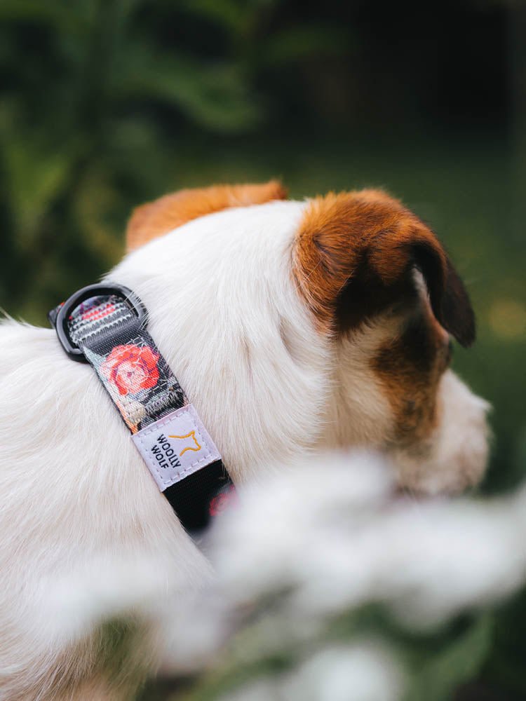 Lightweight and comfortable Wild Rose Dog Collar for medium breeds