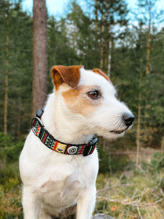 Durable and lightweight good quality dog collar for all sizes