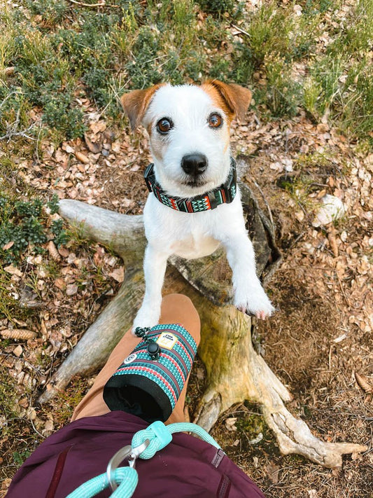 Eco-friendly dog treat pouch for outdoor adventures