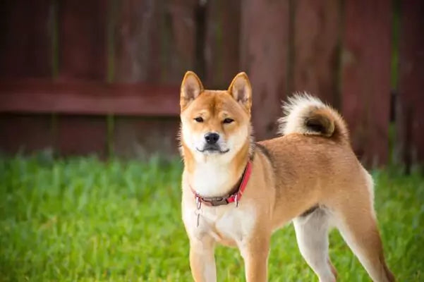 All You Need to Know About Shiba Inu