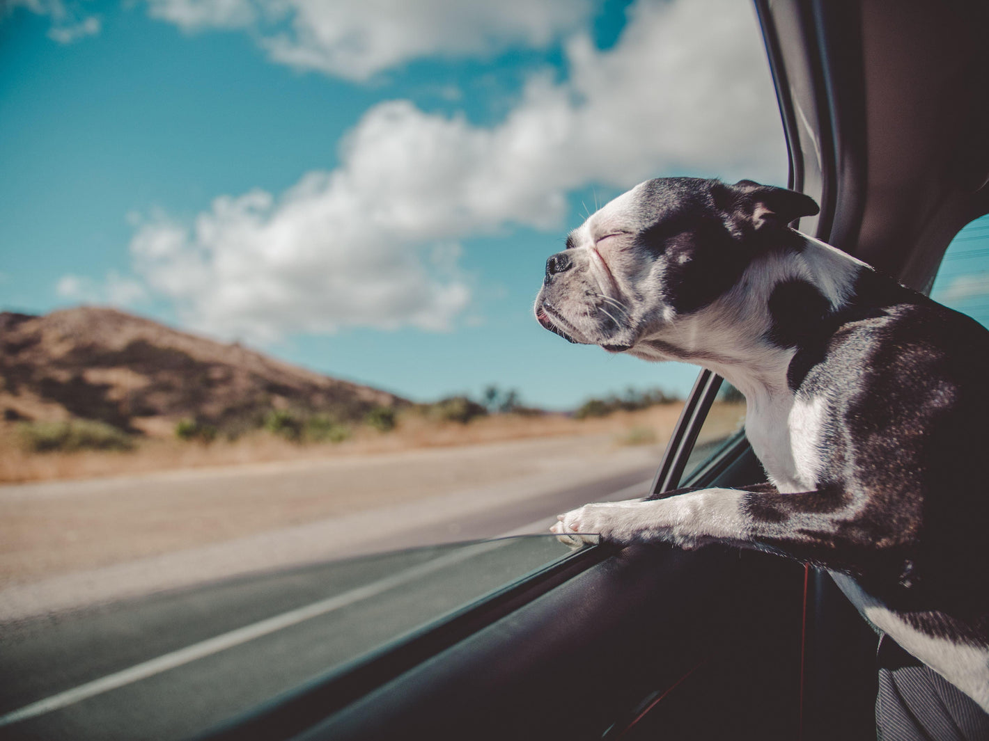 A Safe Ride for Man's Best Friend: The Dog Car Seat - Dog Lovers