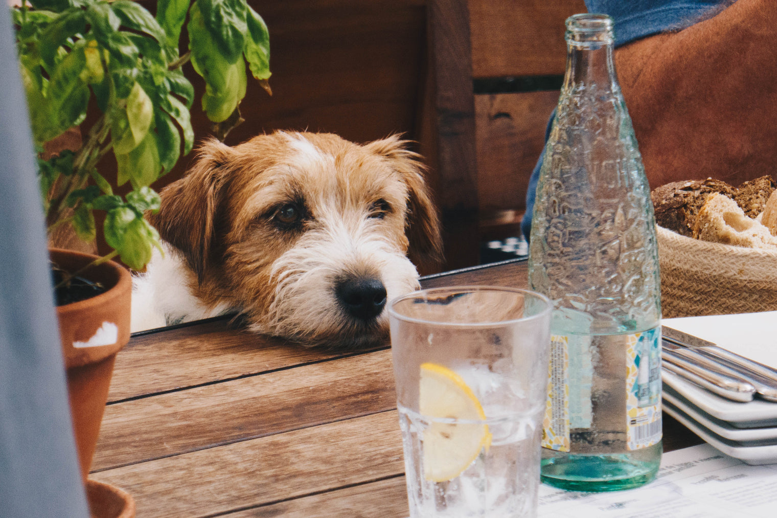 Singapore Dog Friendly Restaurants and Cafes