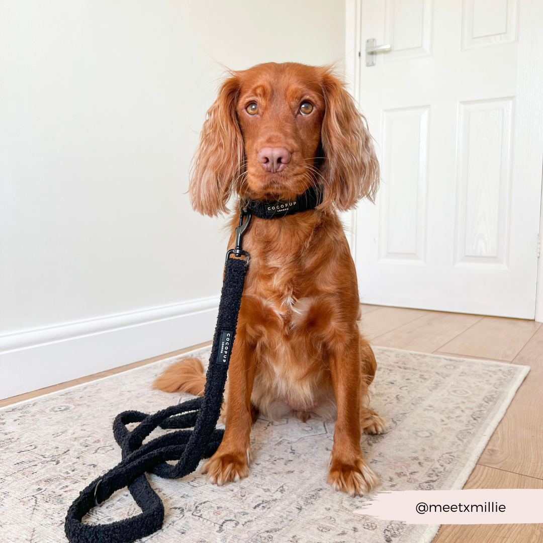 Close-up of Teddy Baloo dog lead's comfortable padded handle