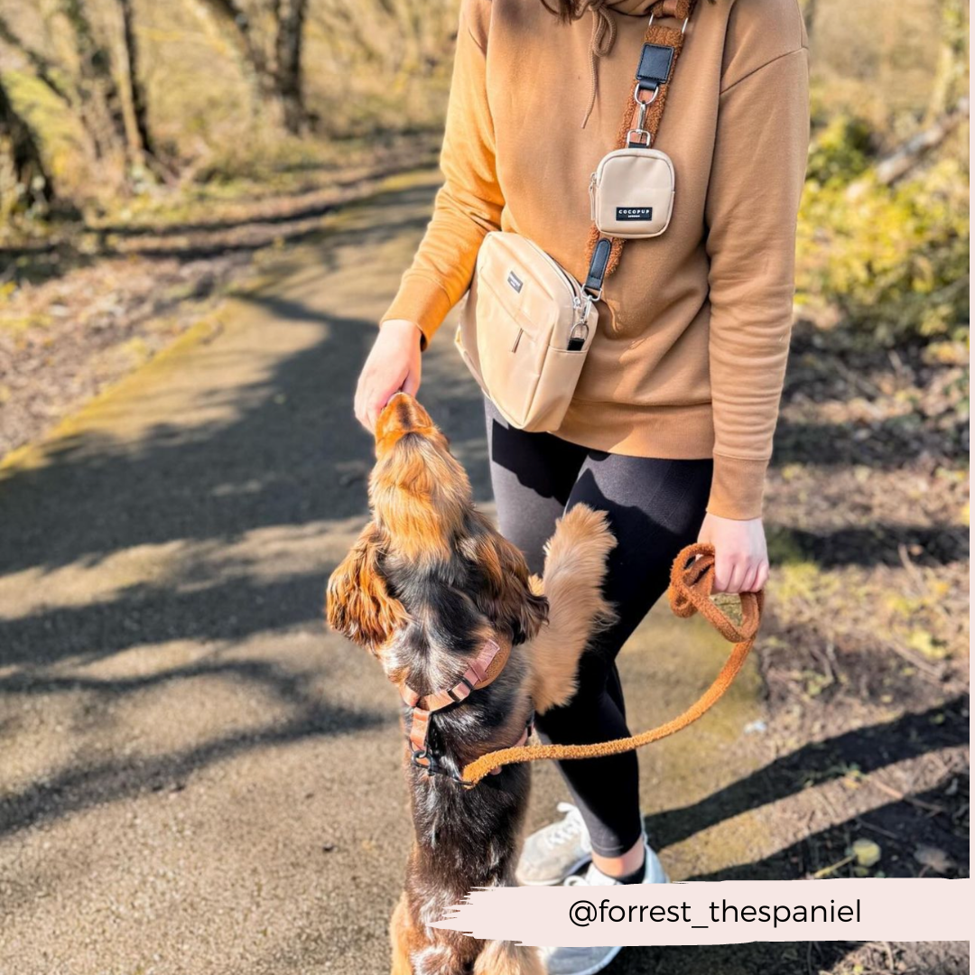 Handy D-Ring on the best leash for carrying poop bags