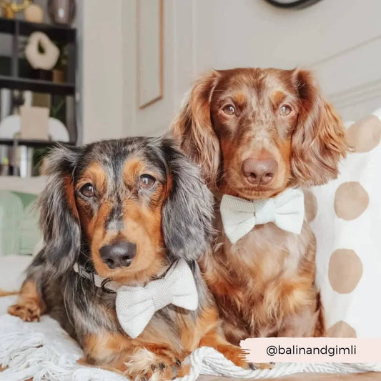 Sophisticated Brown Tweed Bow Tie for dogs