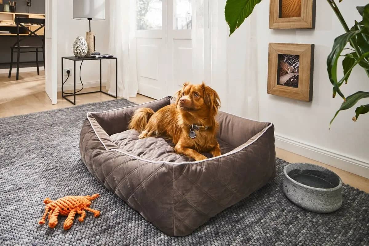 Indoor Dog Bed - OXFORD - Dog Lovers