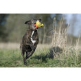 Load image into Gallery viewer, Dog enjoying chewing Emma Ente rope toy
