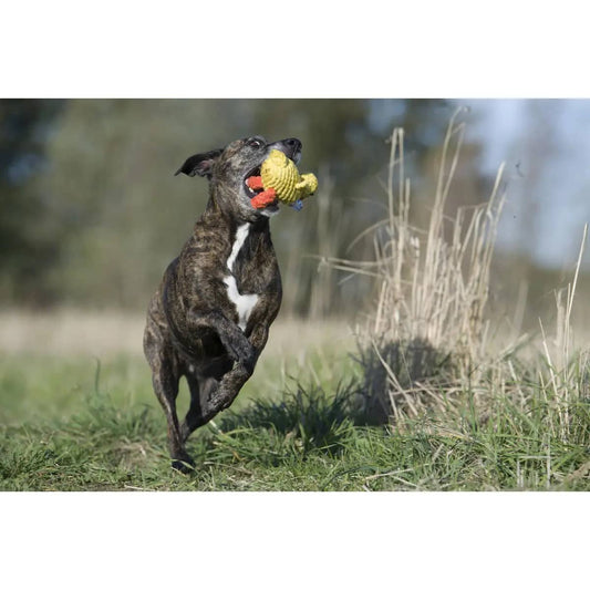 Dog enjoying chewing Emma Ente rope toy