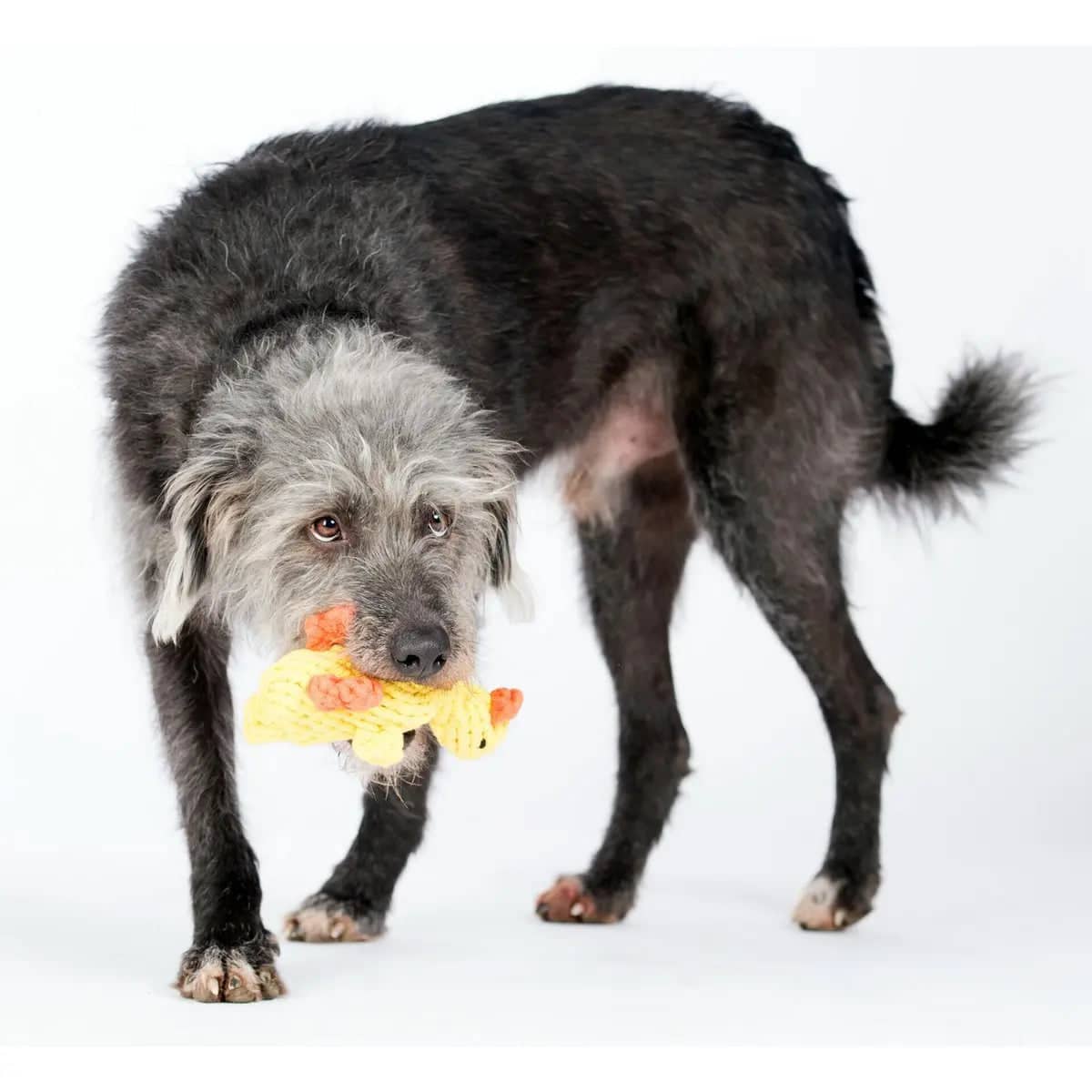 LABONI dog toy Emma Ente tested for safety