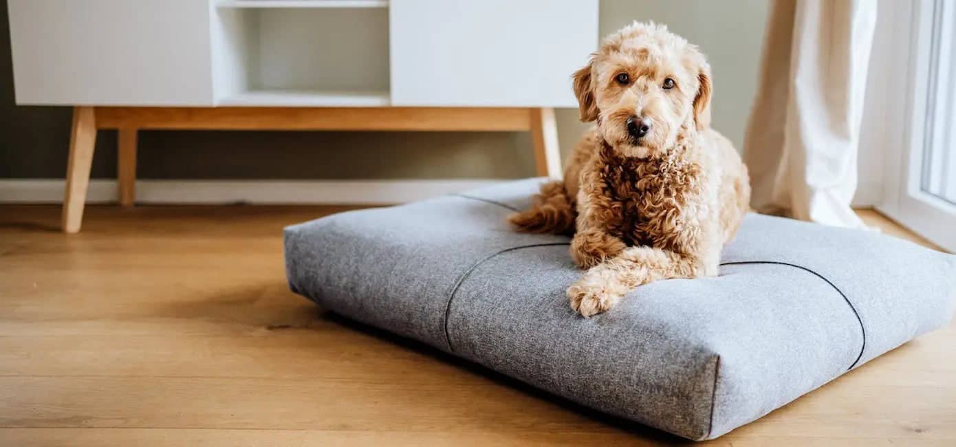 FINNO dog bed Products Shop Now