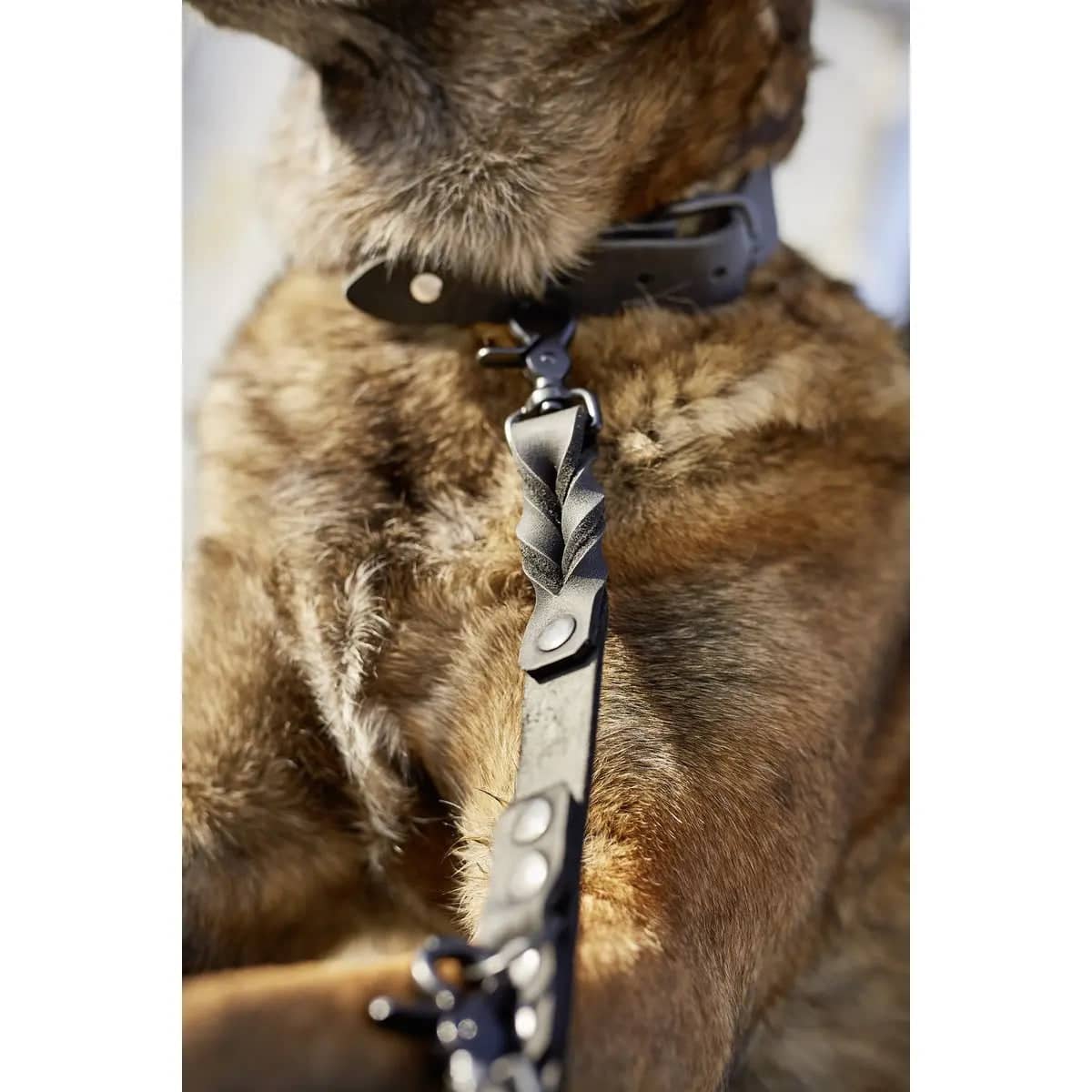 GIRO Dog Leash - Dog Lovers