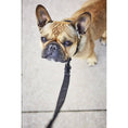 Caricare l'immagine nel visualizzatore della Galleria, Weather-Resistant and Easy to Clean Dog Leash - Dog Lovers
