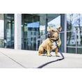Load image into Gallery viewer, GIRO Difference: Premium Dog Accessories
