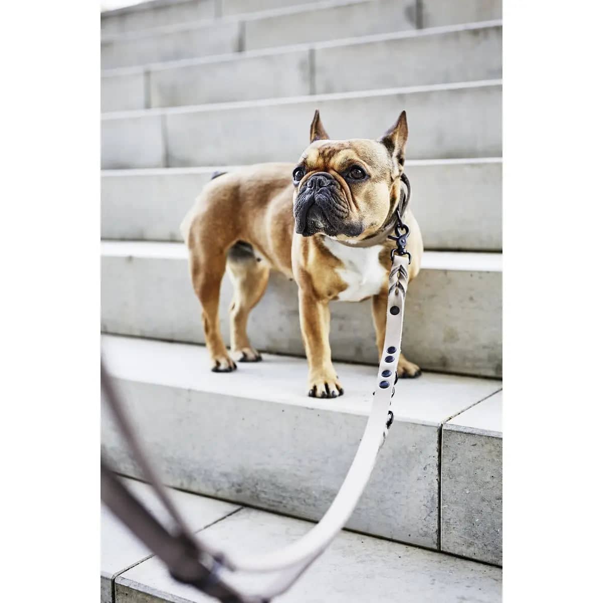 GIRO Dog Leash - Dog Lovers