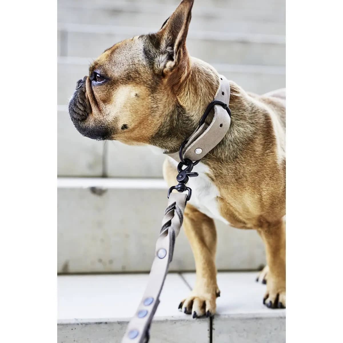 GIRO Dog Leash - Dog Lovers