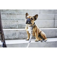 Laden Sie das Bild in den Galerie-Viewer, GIRO Dog Leash - Dog Lovers
