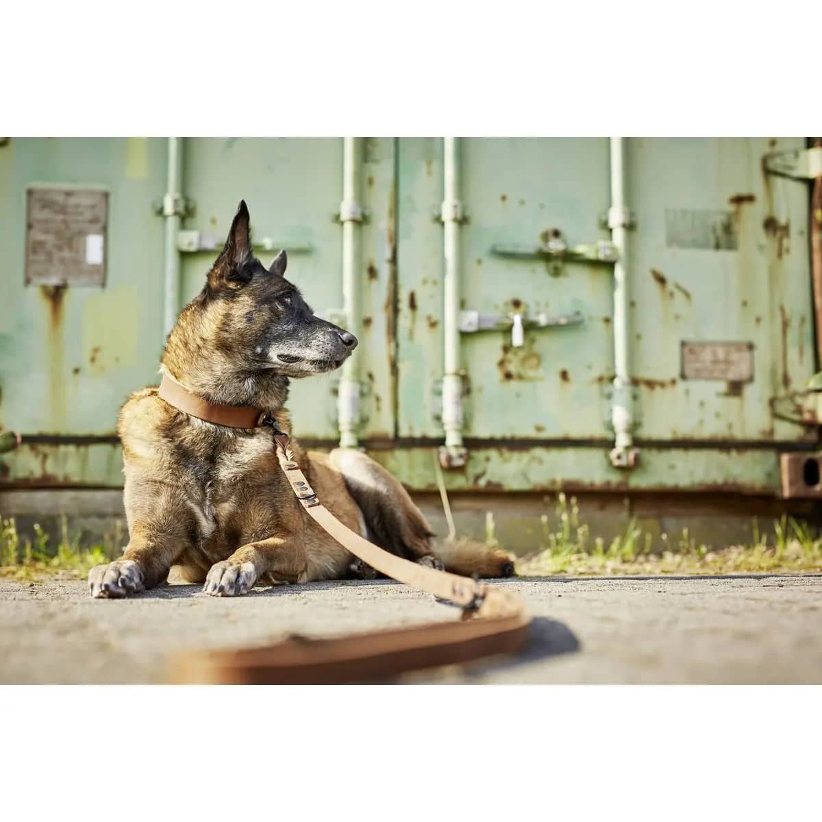 GIRO Dog Leash - Dog Lovers