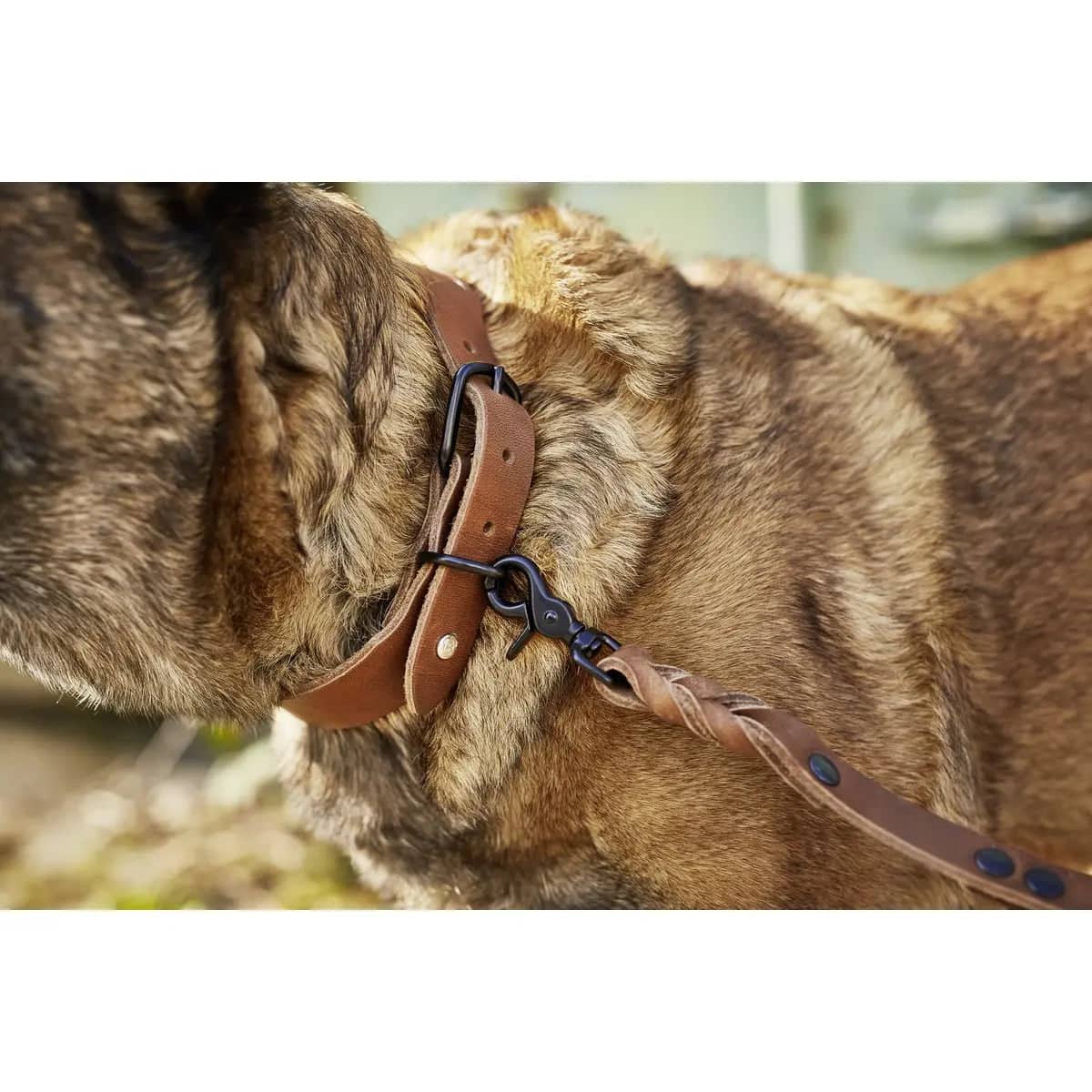 GIRO Dog Leash - Dog Lovers