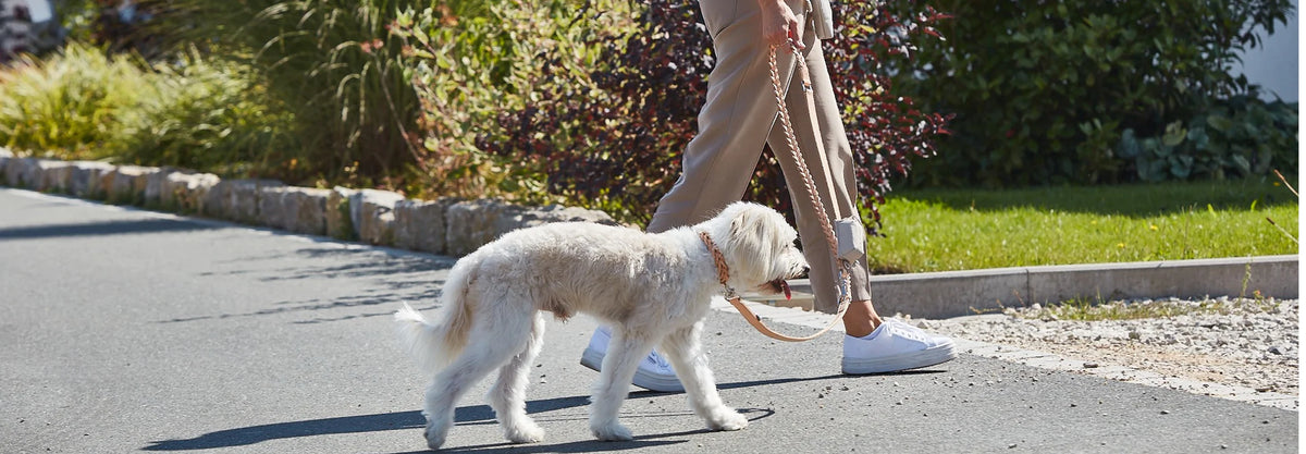 Dog Lovers Shop Collars