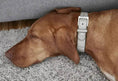 Load image into Gallery viewer, Torino Dog Collar - Dog Lovers
