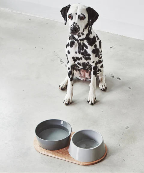 Premium Dog Bowl and Feeder