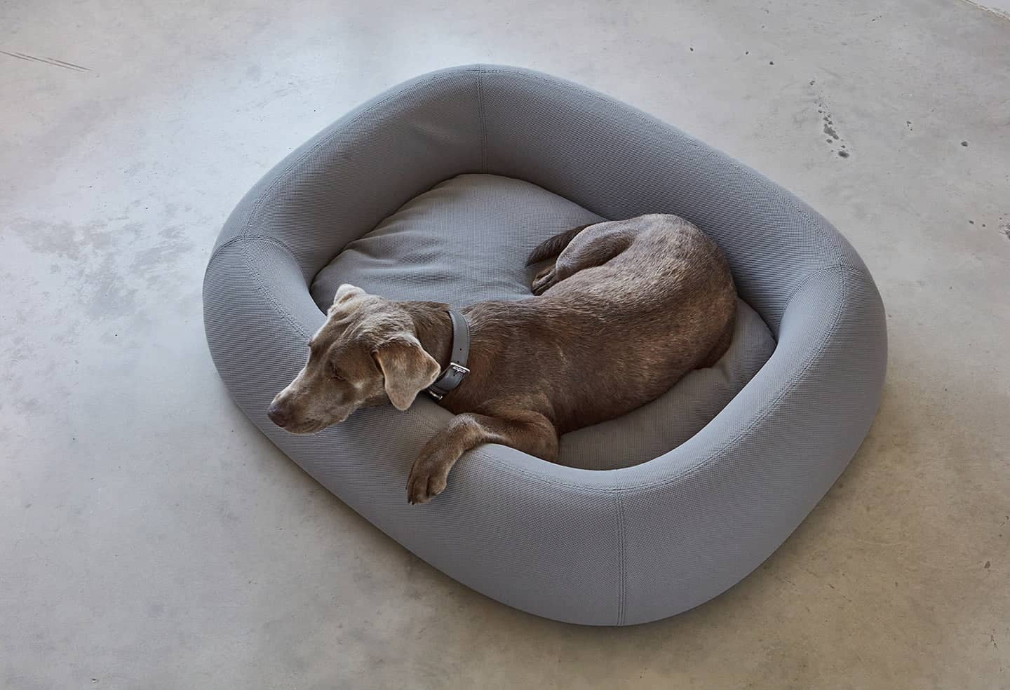 Bed for Dogs - Shop Now