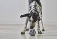 Load image into Gallery viewer, Dado Dog Activity Toy
